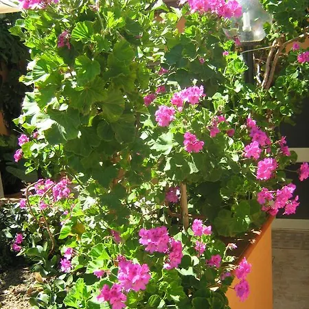 Terrazza Mimosa