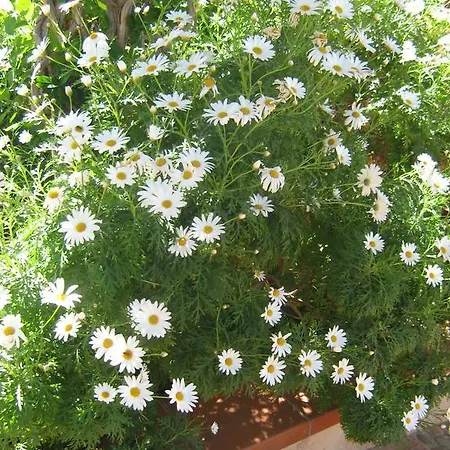 Appartamento Terrazza Mimosa